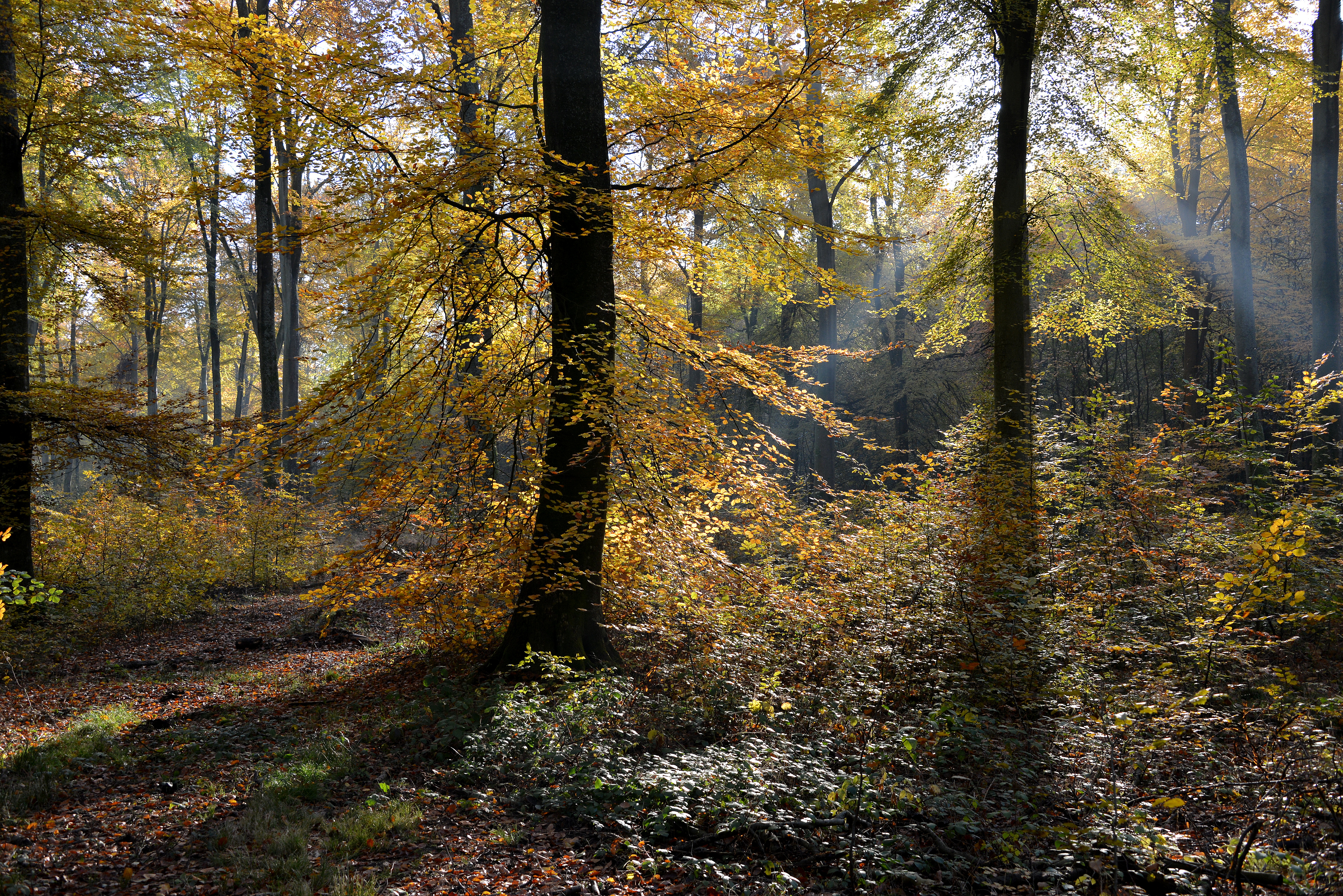 [Balade nature] Exploration de la forêt d'Arques