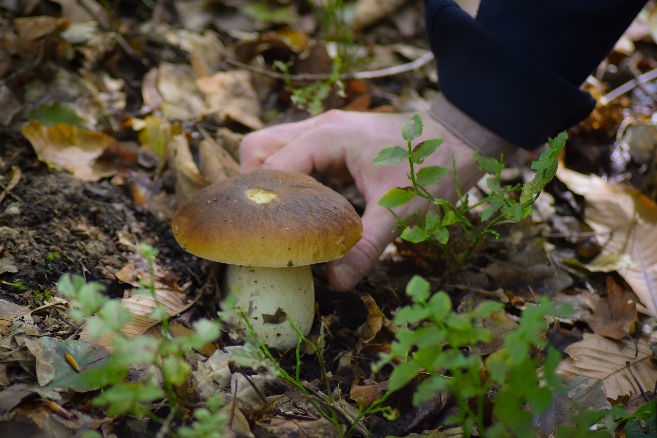 Forêt de Grimbosq, Grimbosq - photo 2