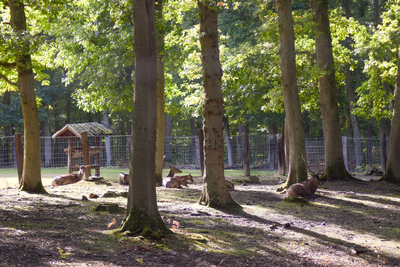 Forêt de Grimbosq, Grimbosq - photo 10