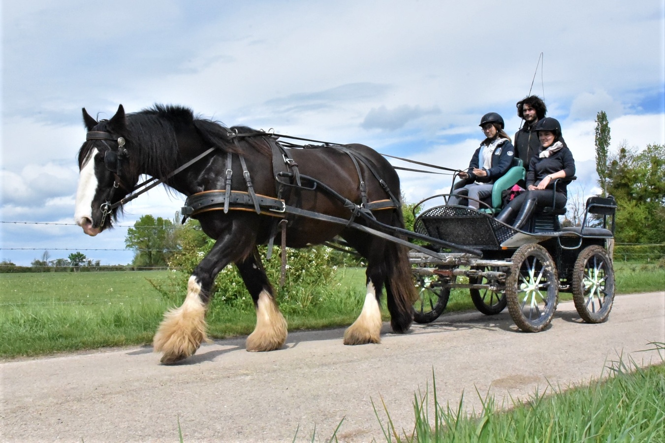 Expérience découverte, balade en attelage