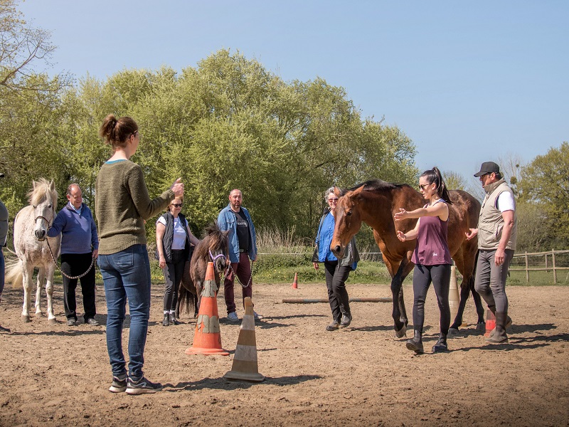 Le Cheval Emeraude, Marigny-Le-Lozon - photo 5