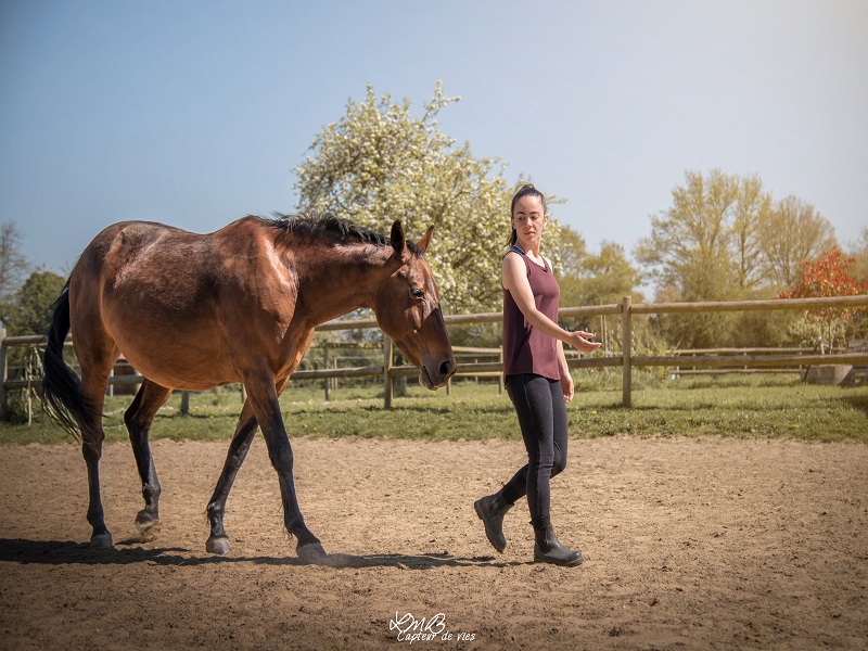 Le Cheval Emeraude, Marigny-Le-Lozon - photo 2