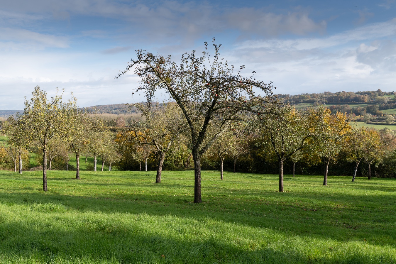 Le Lieu Chéri, Ouilly-le-Vicomte