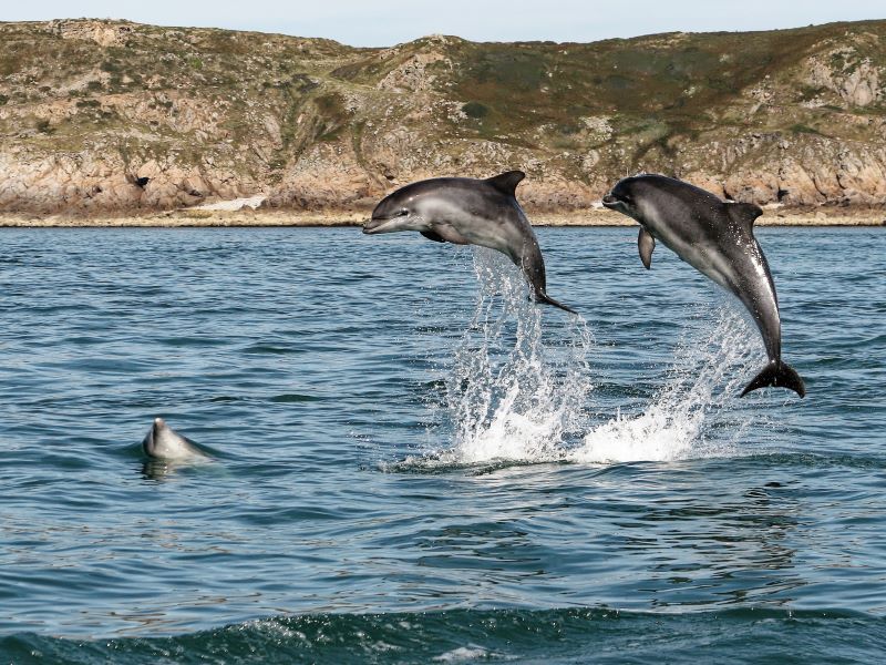 Café-patrimoine « Les mammifères marins de la mer de la Manche » par Maïlys Baudoint