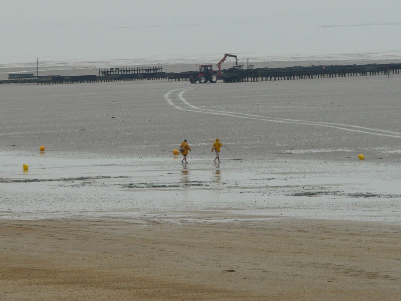 Balade : découverte de l'estran