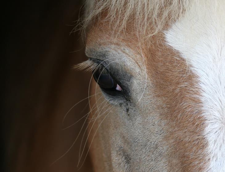 Portrait d'un cheval en Normandie