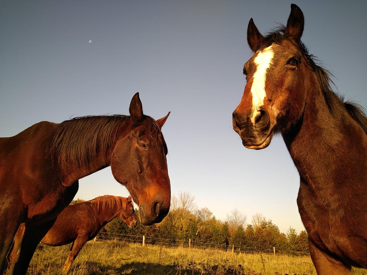 Domaine équestre Aux Prés d’Ulysse, Terres de Druance - photo 7