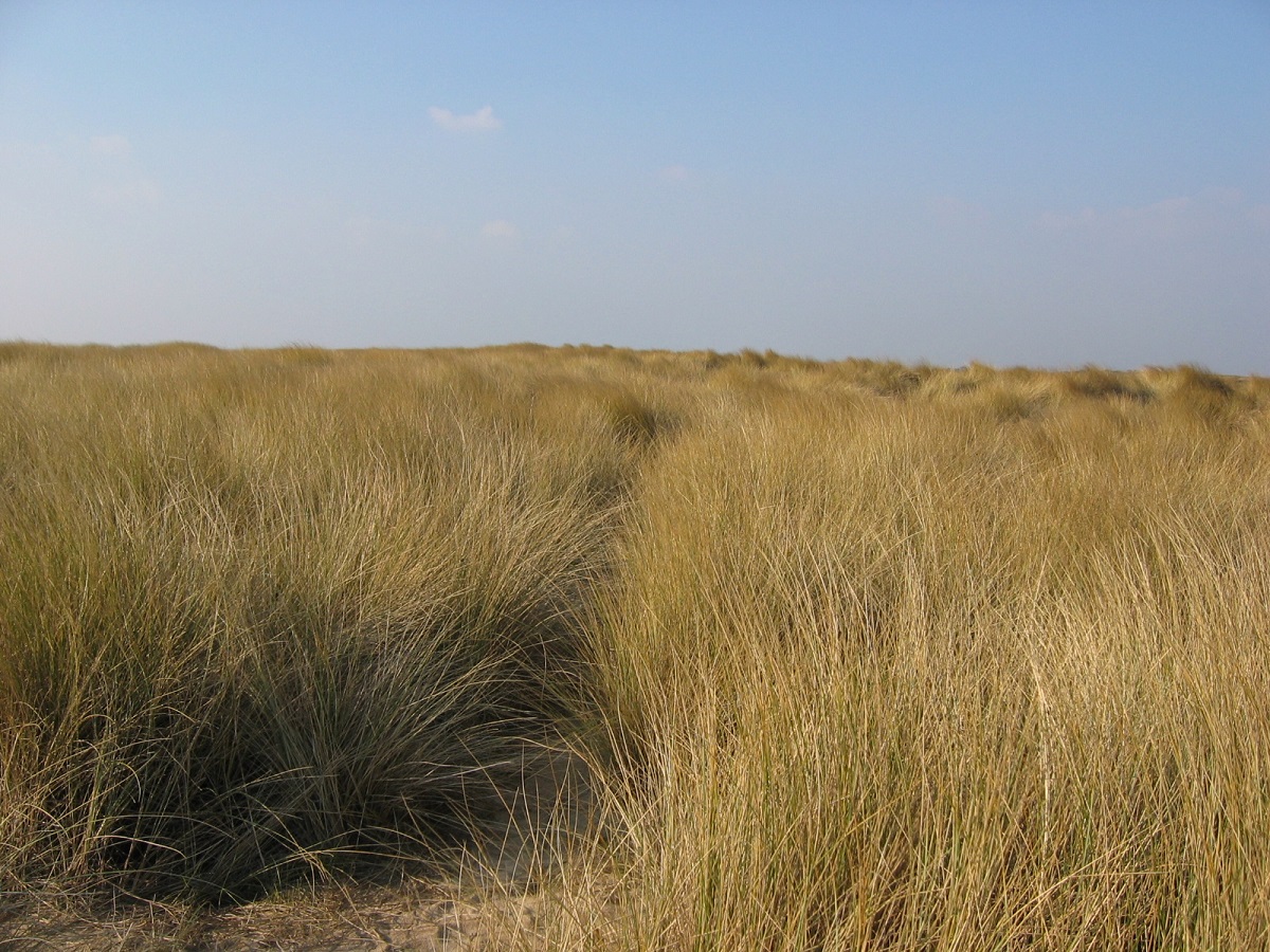 Sortie nature : Les dunes, en soirée — visuel événement