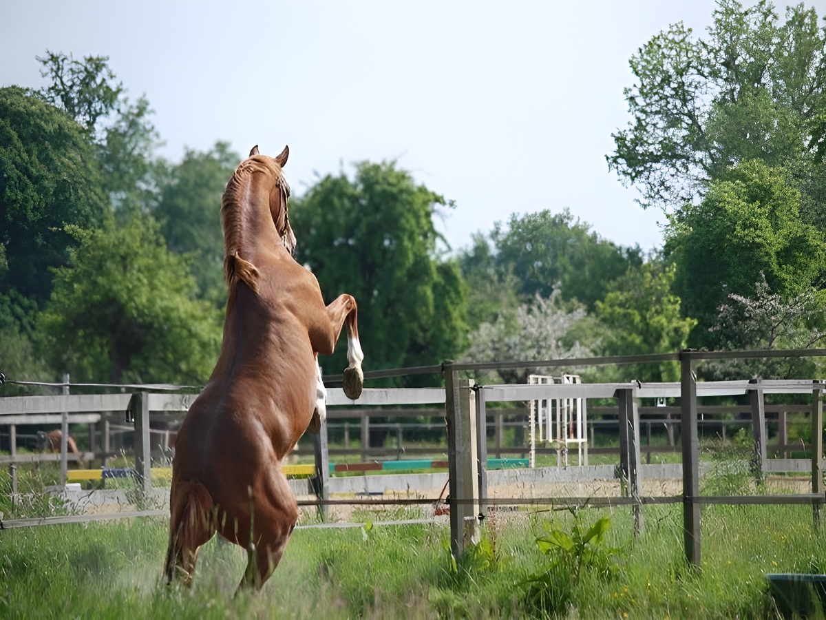 Les écuries du pressoir