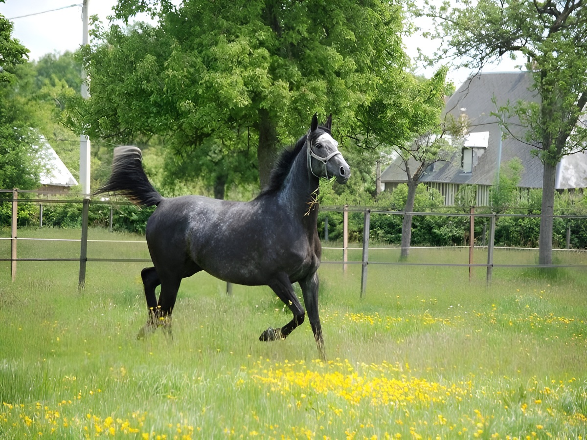 Les écuries du pressoir