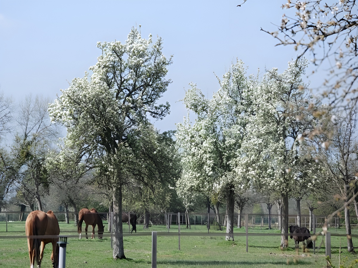 Les écuries du pressoir, Les Monceaux - photo 2