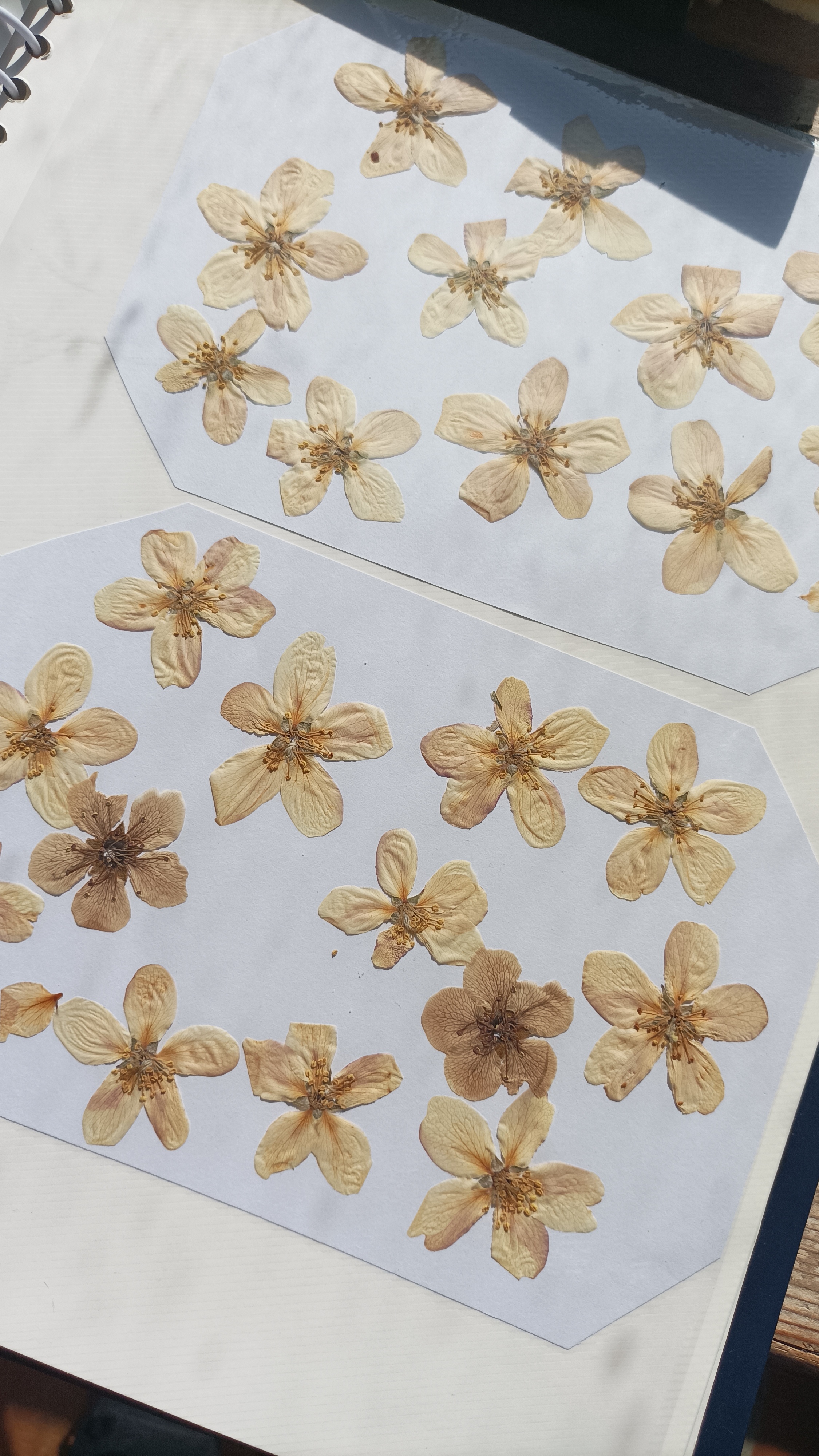 Atelier créatif avec fleurs séchées