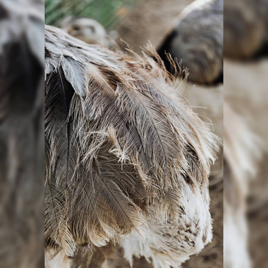 Empreintes, les animaux laissent leur trace