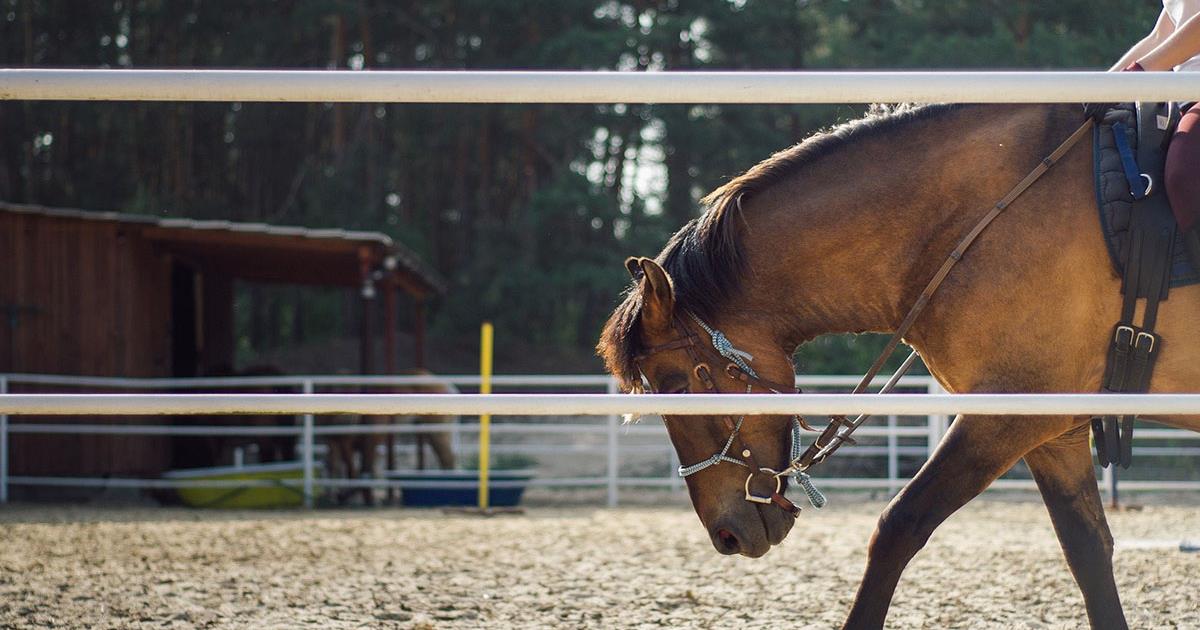 Ecurie Carole Ruiz BOUAFLES Nouvelle Normandie
