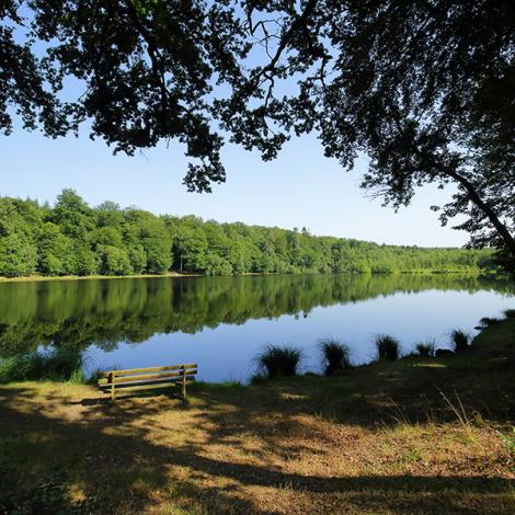 Etang de la lande forêt - Le Grais