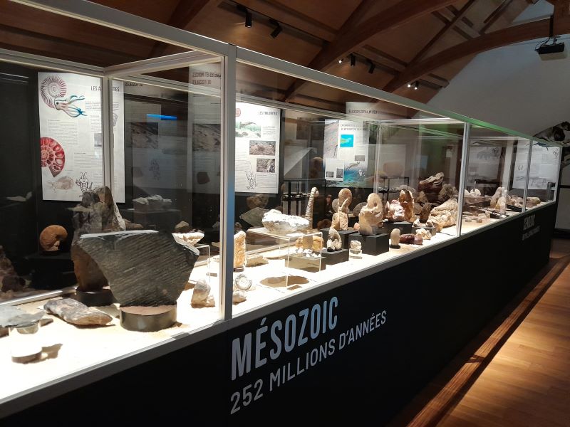 Visite commentée (spéciale famille) expo "le monde fascinant des fossiles"