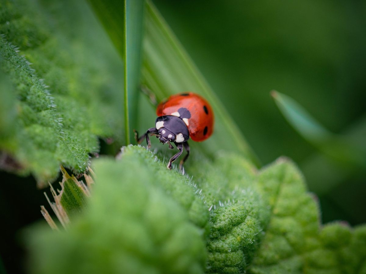 Exposition de Bumble bee black one (photographe)