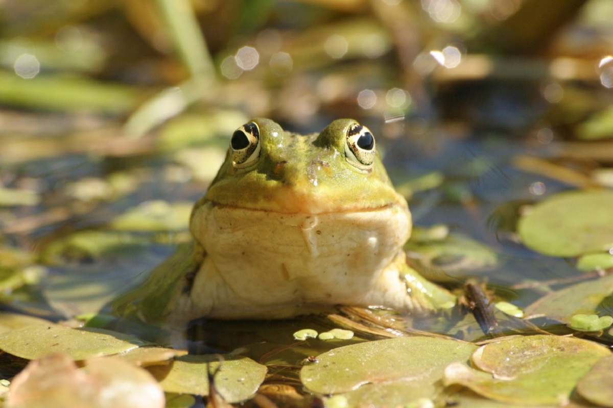 Fréquence grenouille