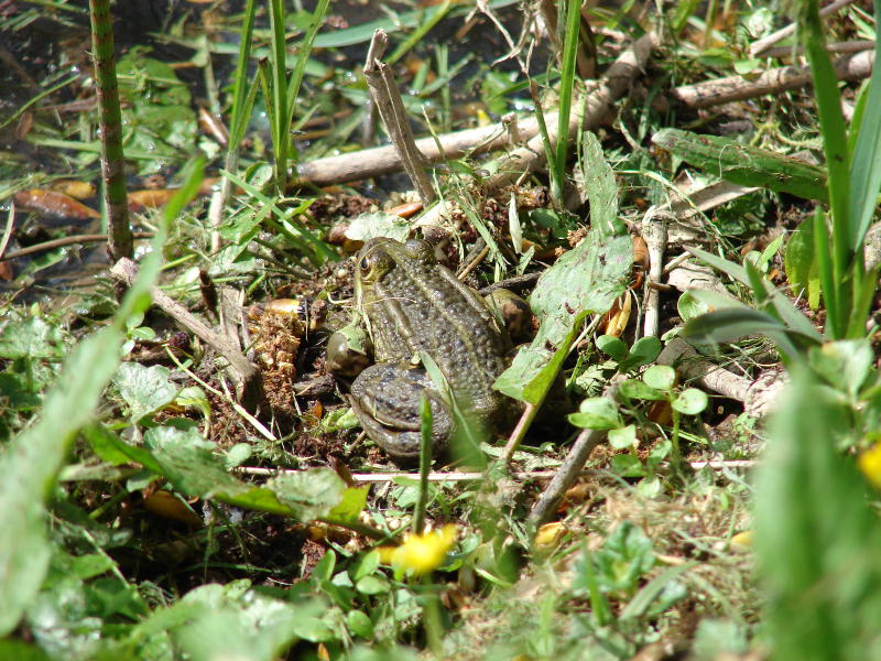 Randonnée De ponts en passerelles, Longueville - photo 2