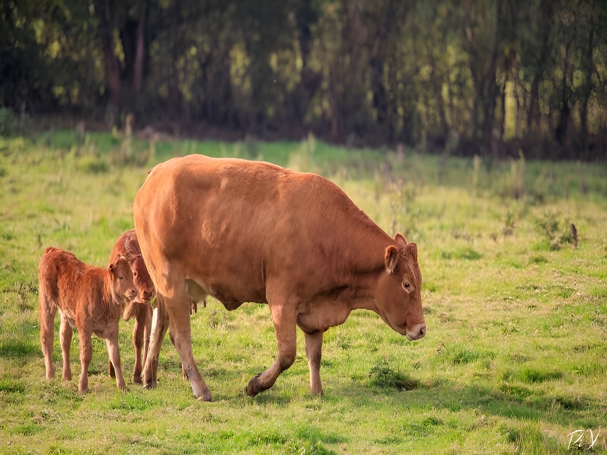 Ferme de la longchanterie
