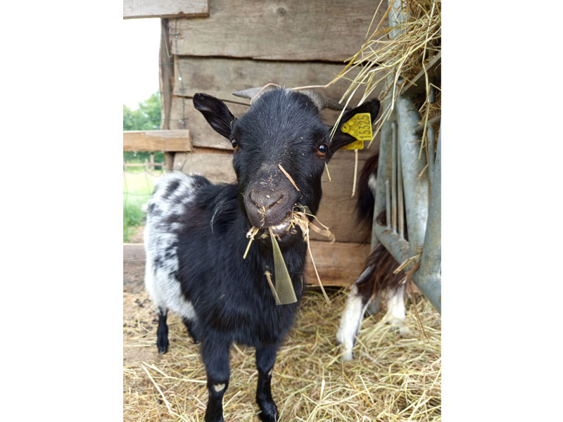 Ferme pédagogique Aux Prés d'Écouves