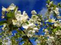 Fleurs de pommiers dans le Calvados