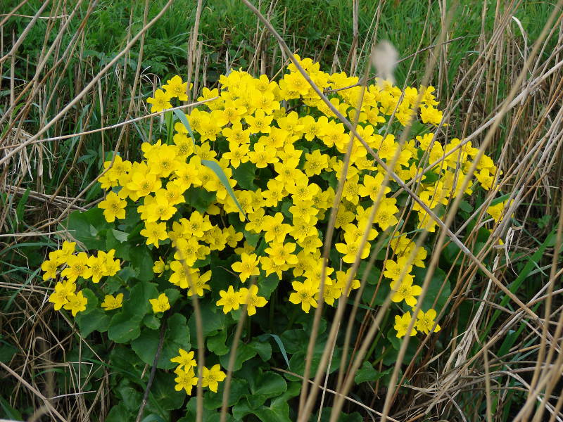 Randonnée De ponts en passerelles, Longueville - photo 4