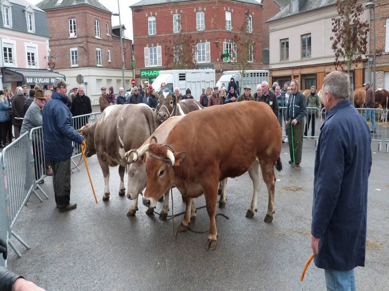 Foire Saint André de Livarot - Concours d'animaux de viande et dégustation de tripes avec frites