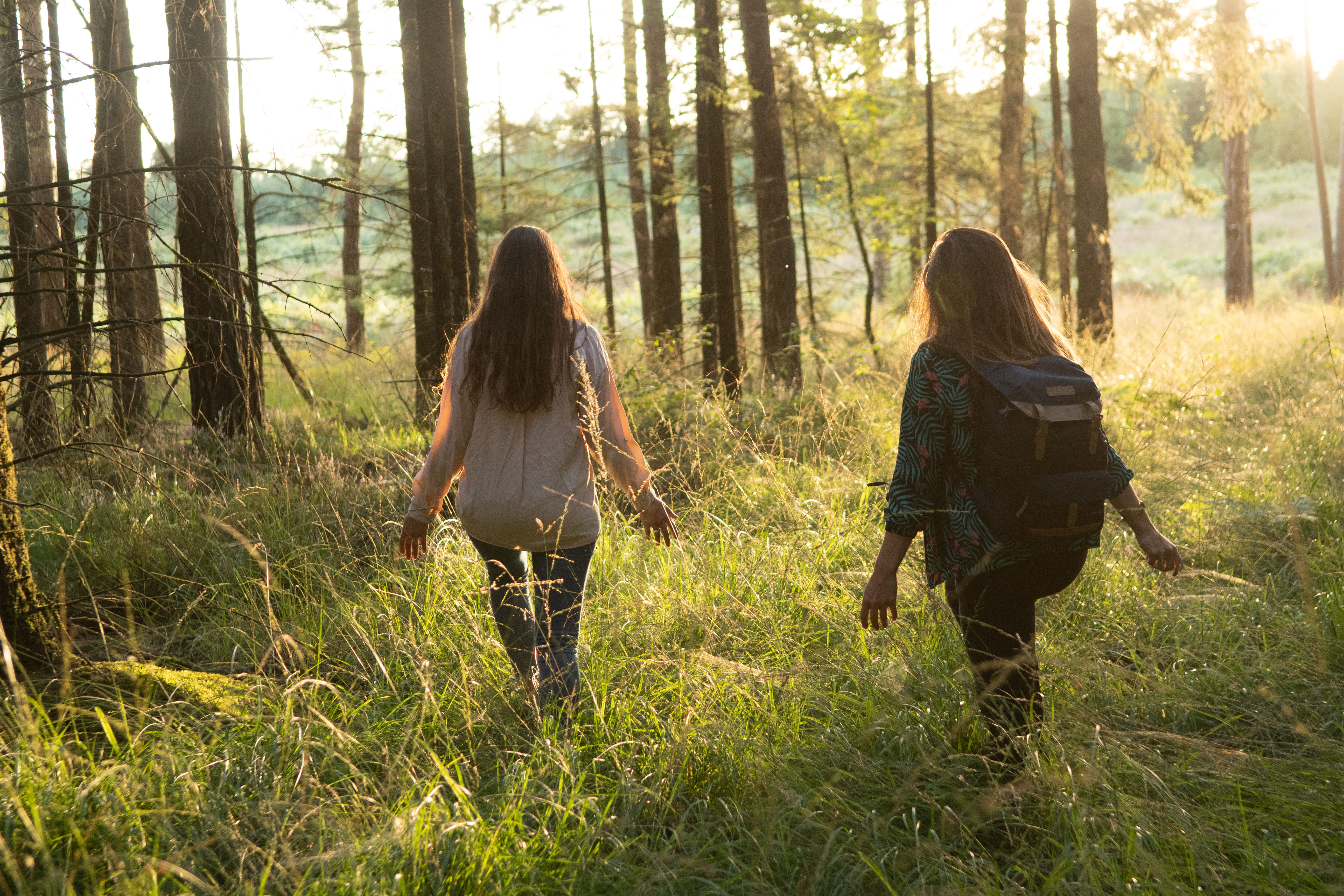 Stage nutrition, cueillette et alimentation sauvage