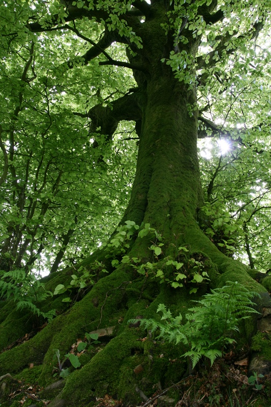 Promenons-nous dans les bois... de Saint-Sauveur-le-Vicomte, Saint-Sauveur-le-Vicomte