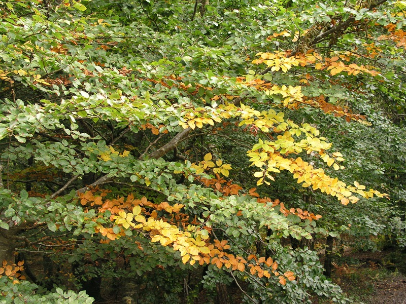 Promenons-nous dans les bois... de Saint-Sauveur-le-Vicomte, Saint-Sauveur-le-Vicomte - photo 4