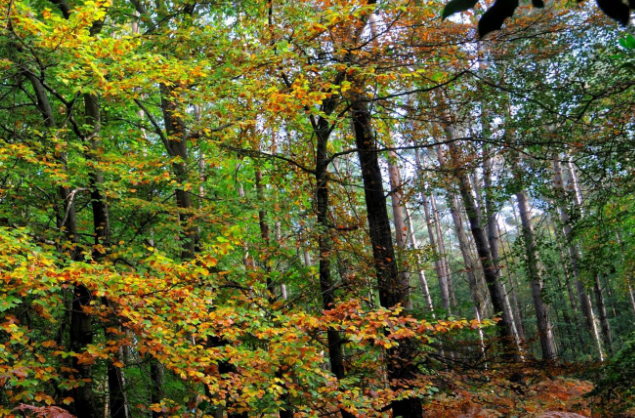 [Visite nature] Découverte de la forêt domaniale d'Arques