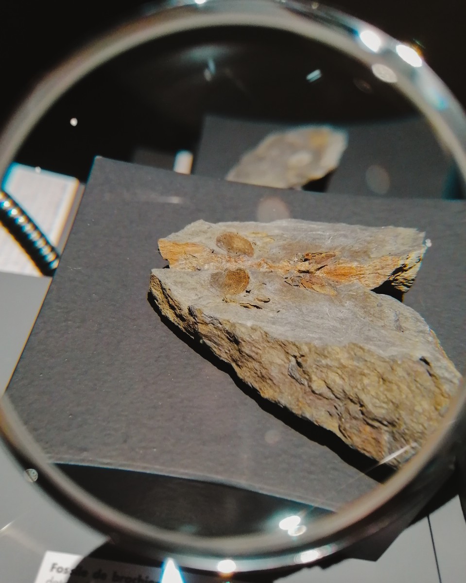 Intervention d'Ammonite 50 dans l'exposition "Le monde fascinant des fossiles"