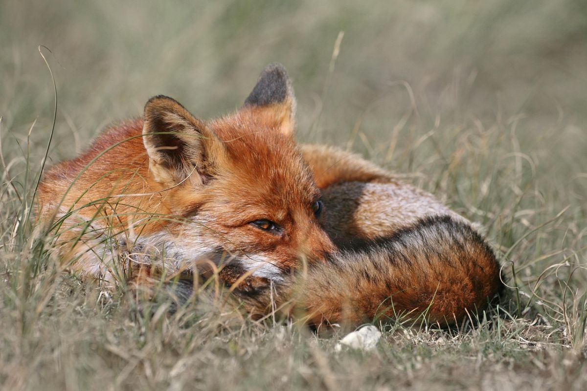 La photographie animalière par Baptiste Masson