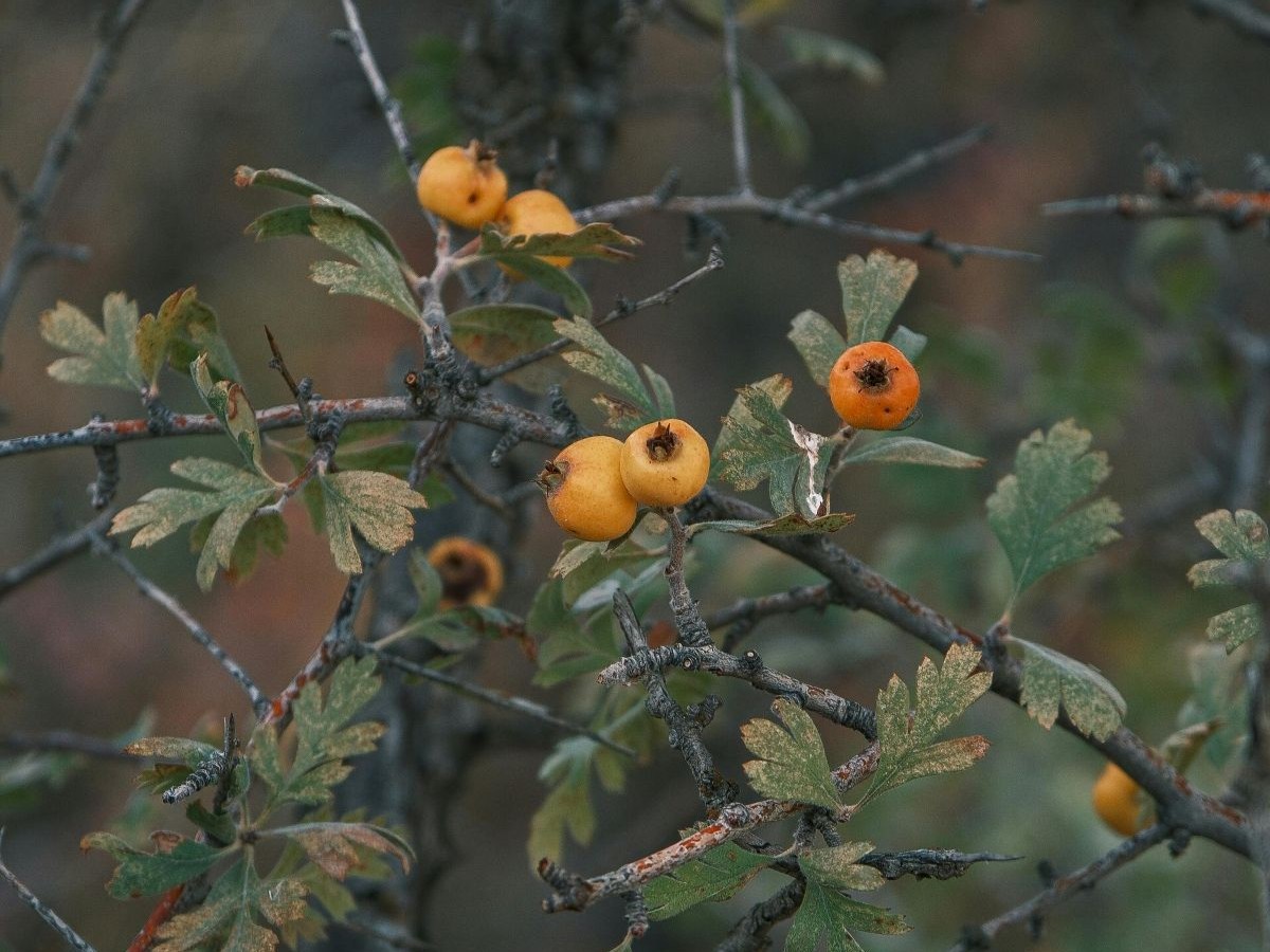 Découverte des fruits sauvages d'automne