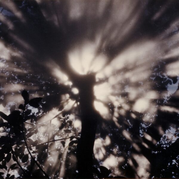 Exposition Fujiko Nakaya, Fog Tree #07031