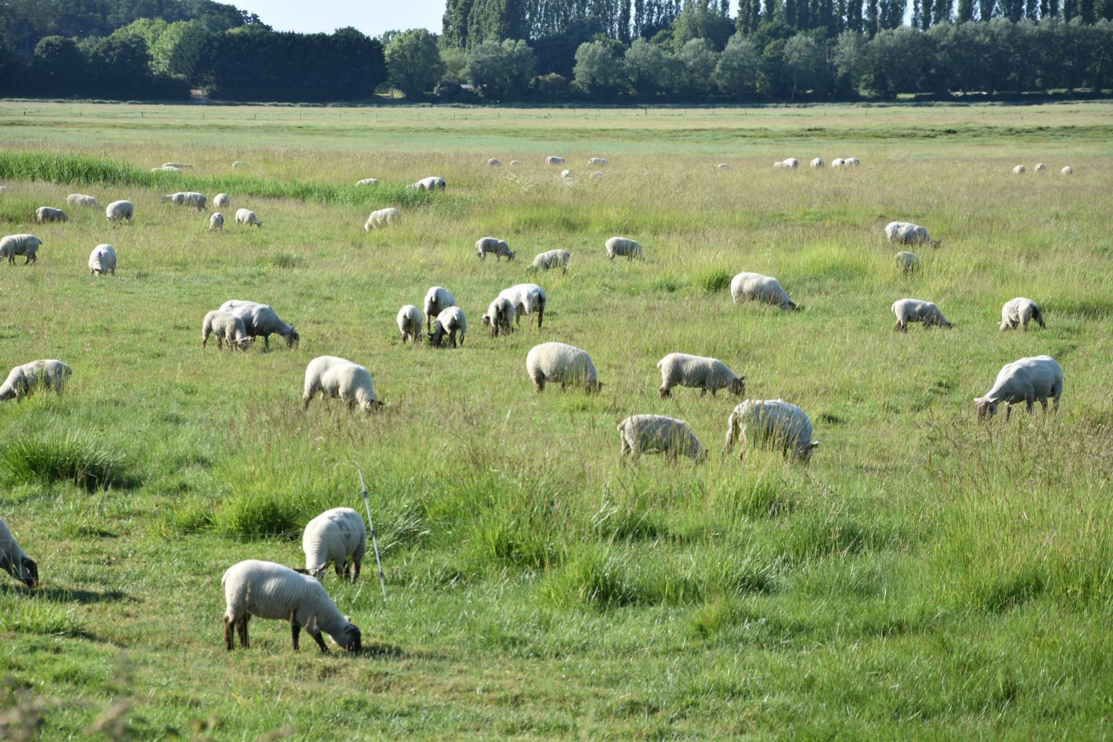 Gîtes de France G1303 : Le Relais du Berger, Céaux - photo 56