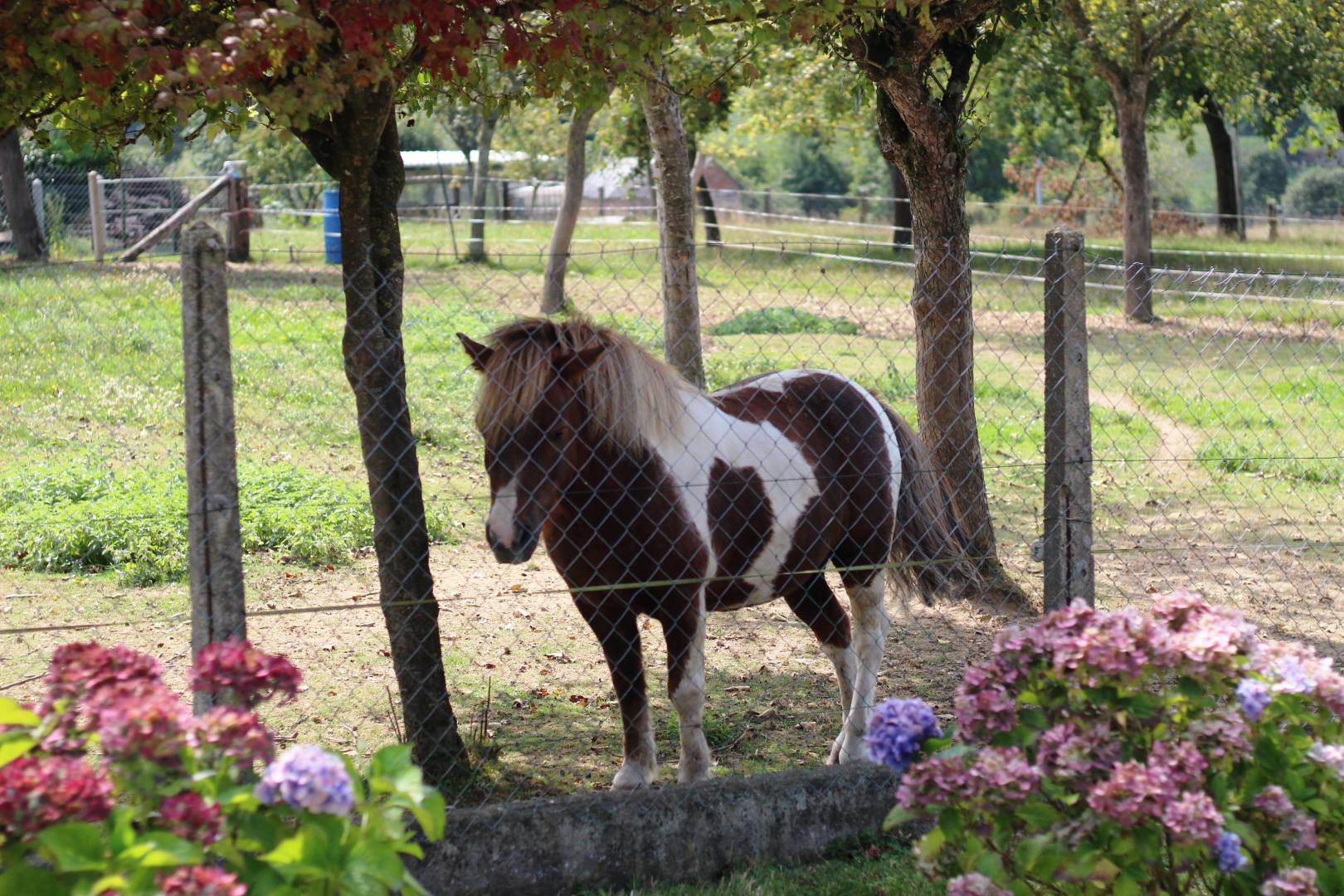 Gîtes de France G1314 : Les Lilas, Isigny-le-Buat - photo 46