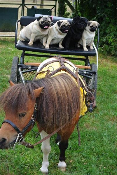 G1351- Le Clos Saint Bernard - Mme Landry 15