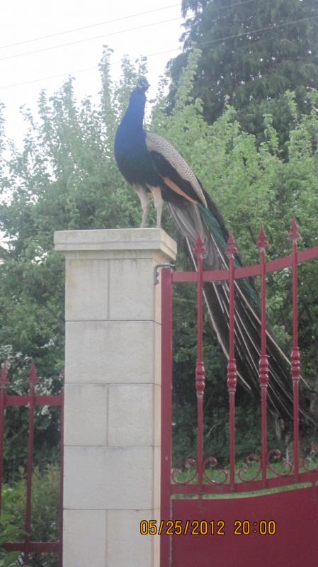 Gîtes de France G164 : Le Jardin Sey, Sortosville-en-Beaumont - photo 112