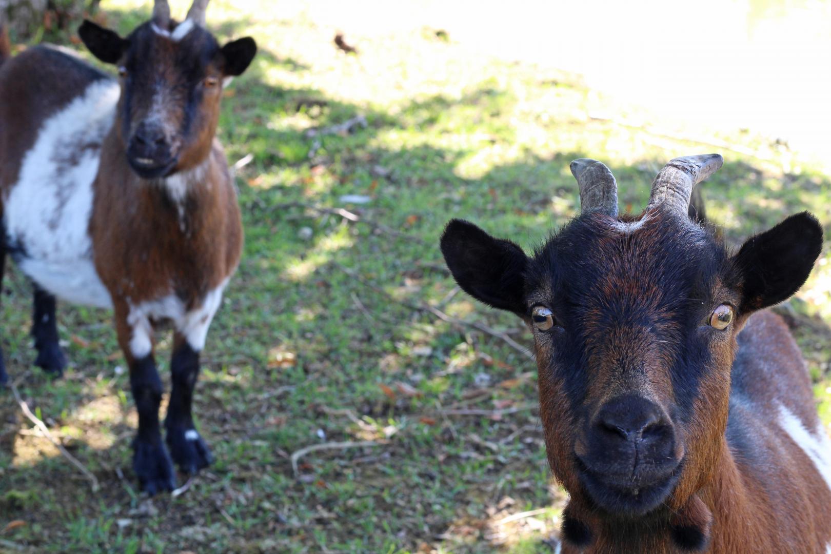 Gîtes de France G178 : L'Etang aux Tilleuls