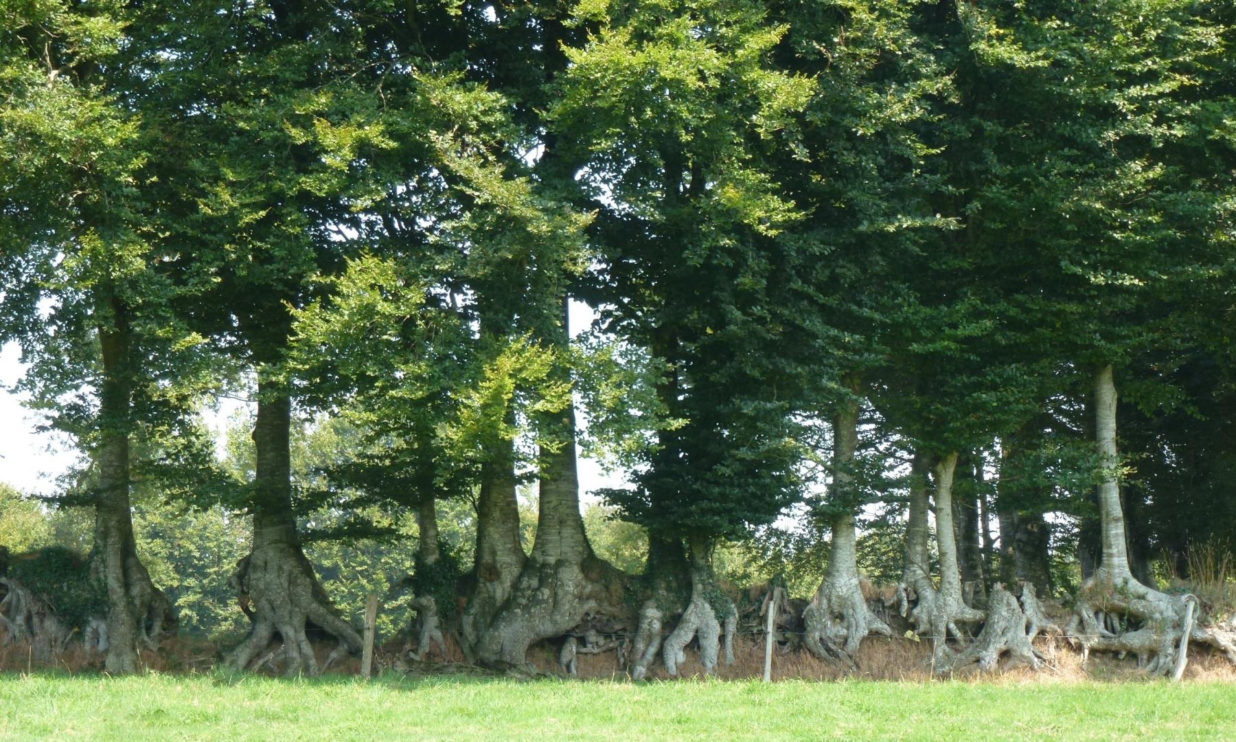 Gîtes de France G277 : Le Pont Roulland, Brécey - photo 31