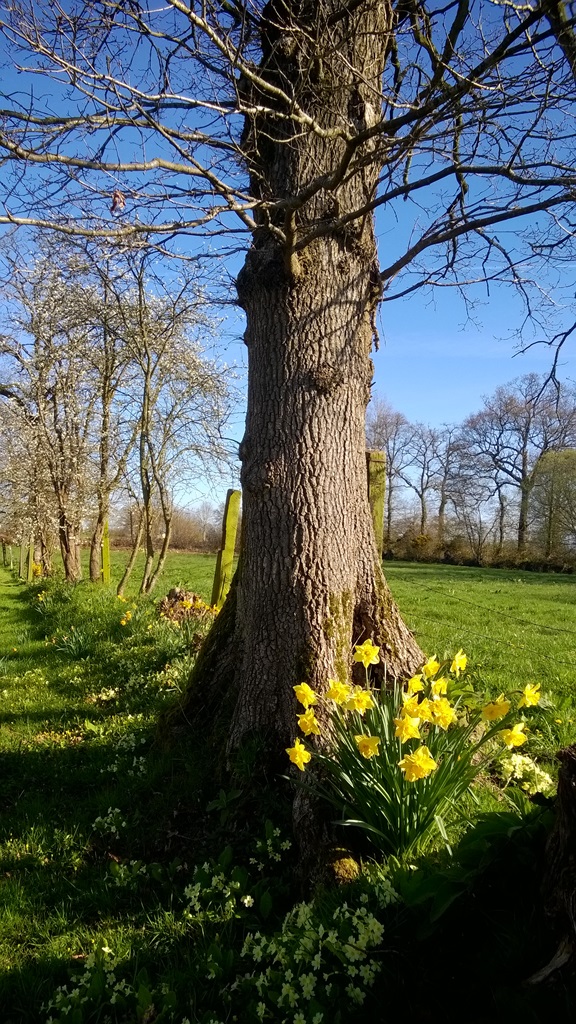 Gîtes de France G324, Le Parc - photo 73