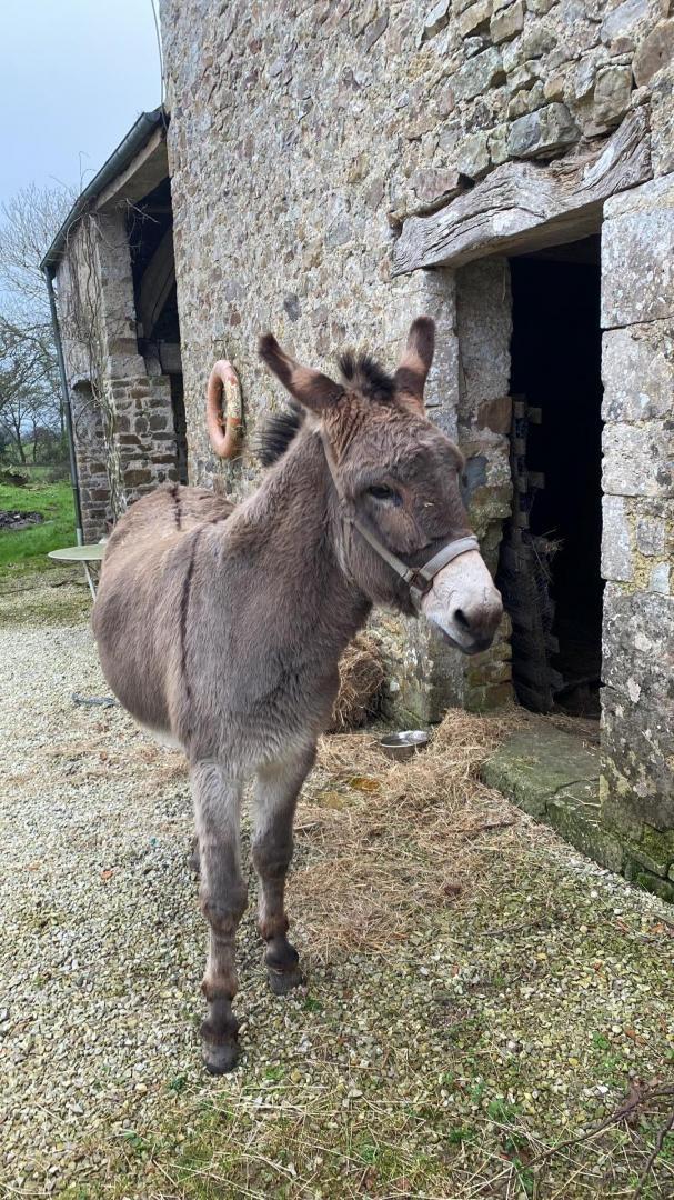 Gîtes de France G333109 : La Ferté, Saint-Floxel - photo 17