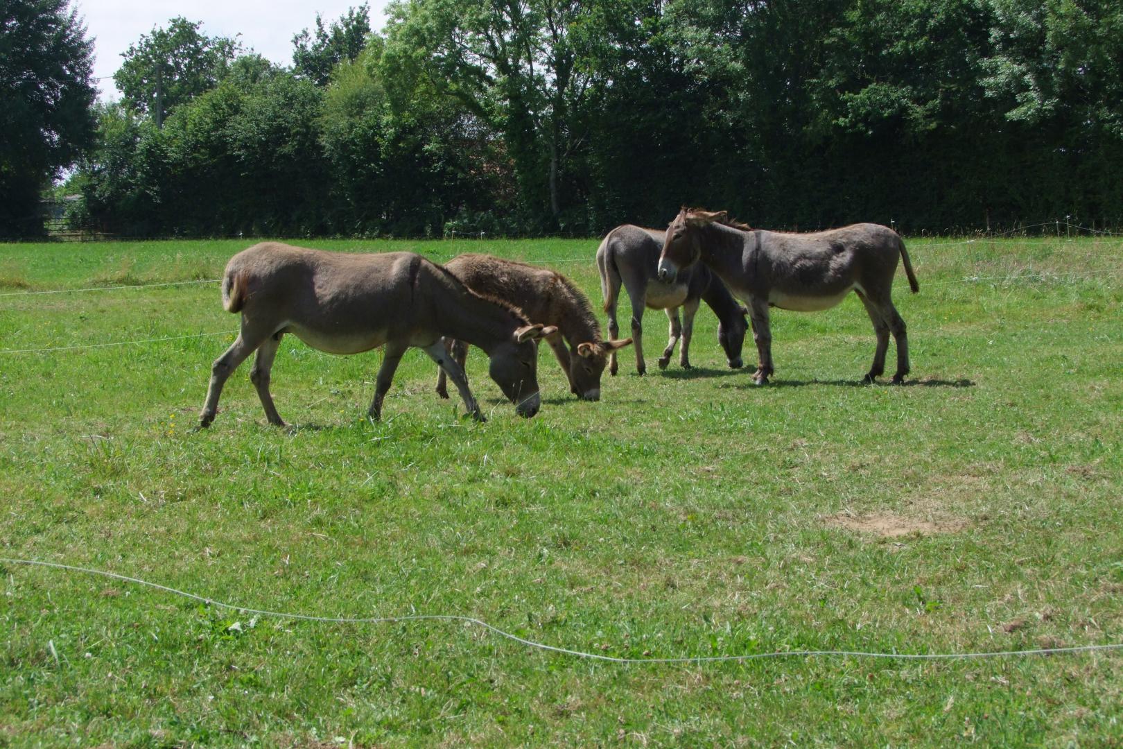 Gîtes de France G333116 : La Verte Mare