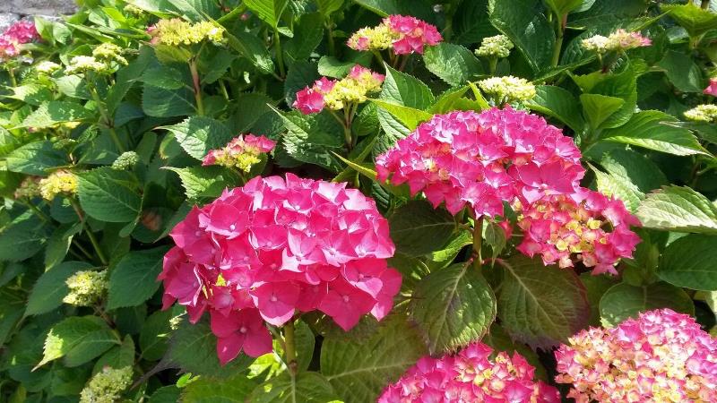 Gîte de groupe G44435 > Le Manoir du Houguet, Réville - photo 28