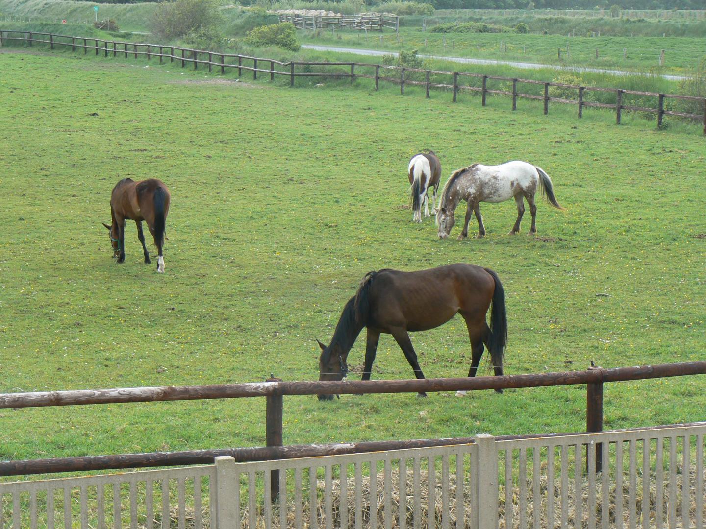 Gîtes de France G509 : La Licorne, Sainte-Marie-du-Mont - photo 60