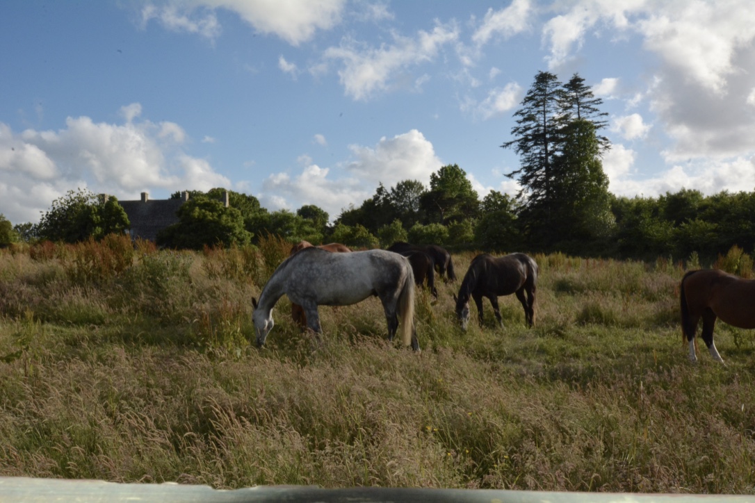 Gîtes de France G513 : La Bergerie, Clitourps - photo 60