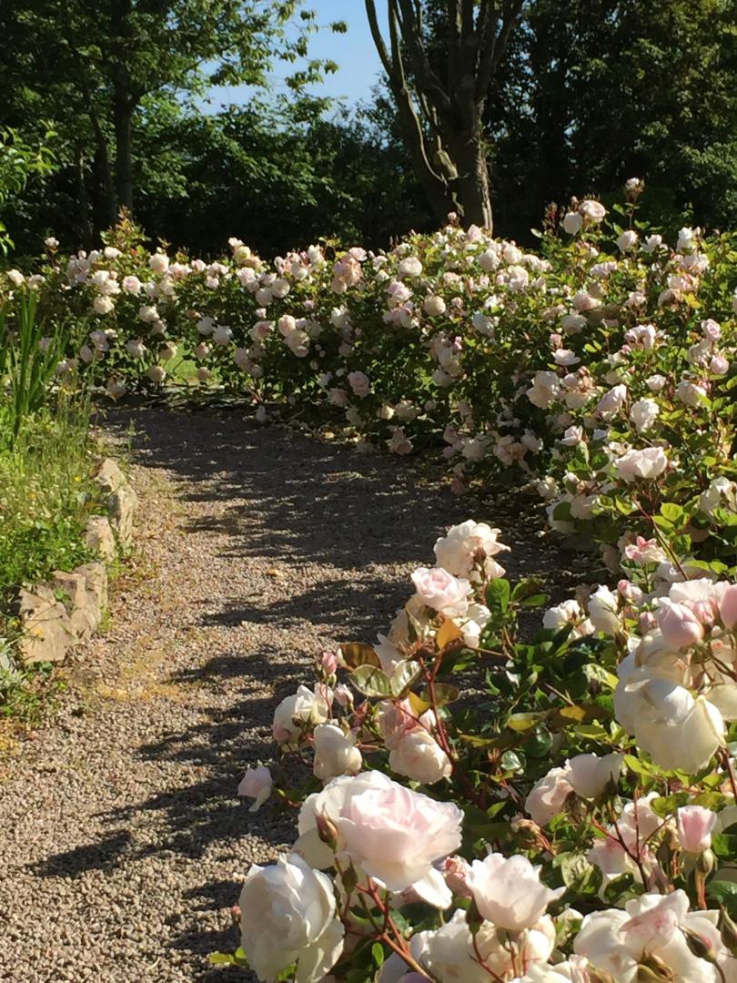 Gîtes de France G620 : Le Jardin de la Forge, La Hague - photo 91