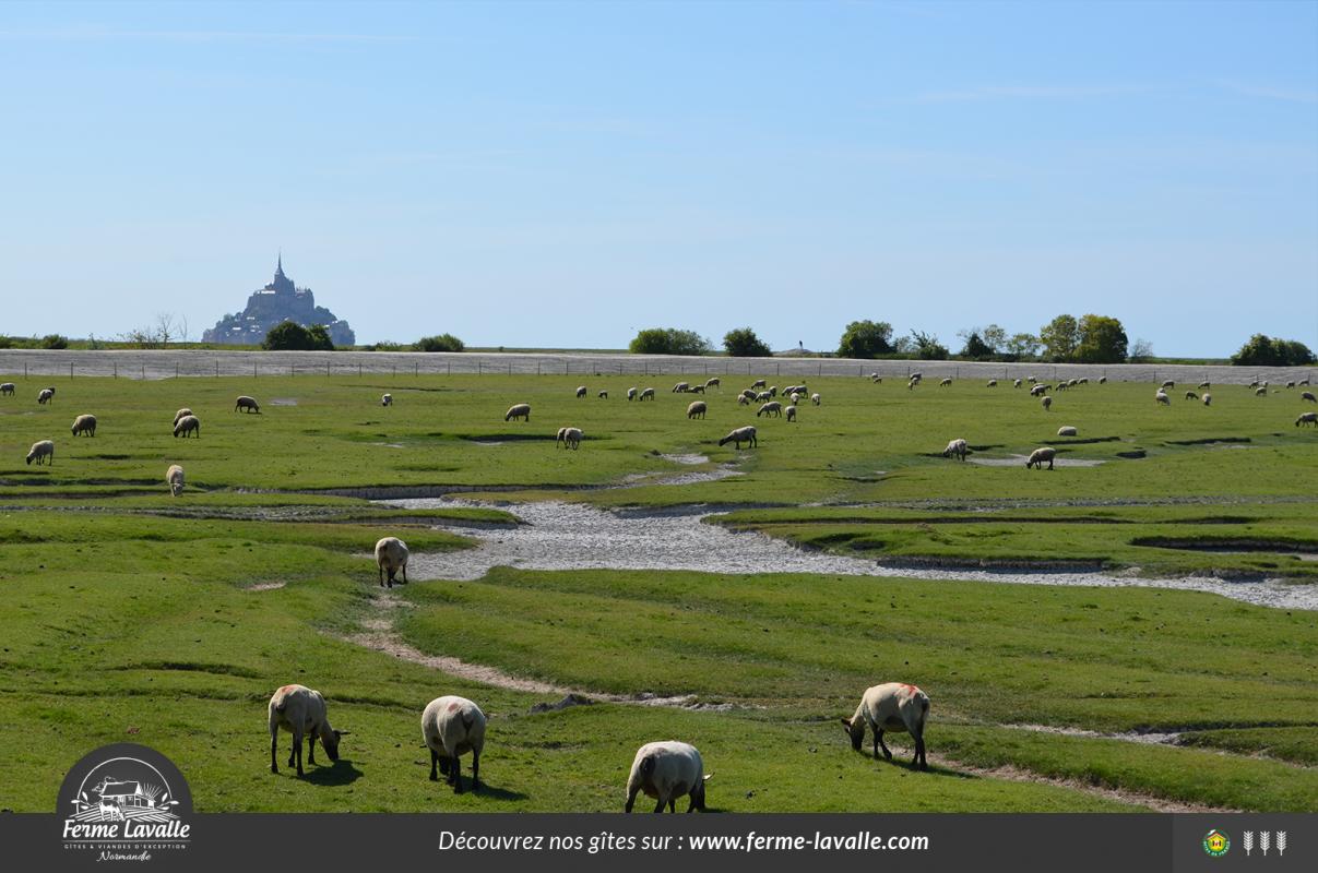Gîtes de France G729 : Lavalle, Sainte-Marie-du-Mont - photo 345